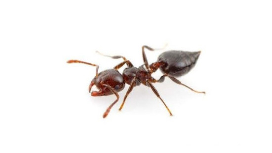 Ant image