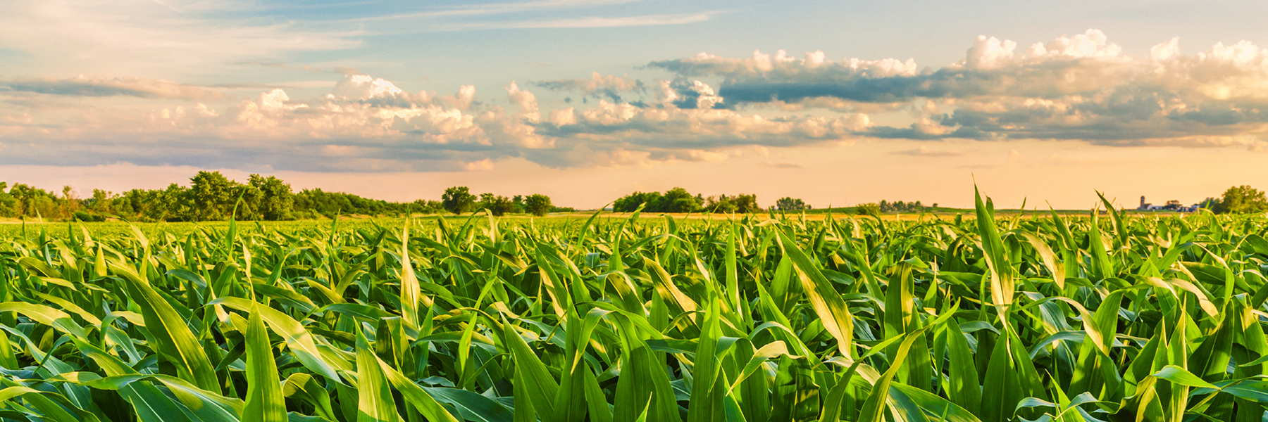 Corn in an ADM Ethanol Facility