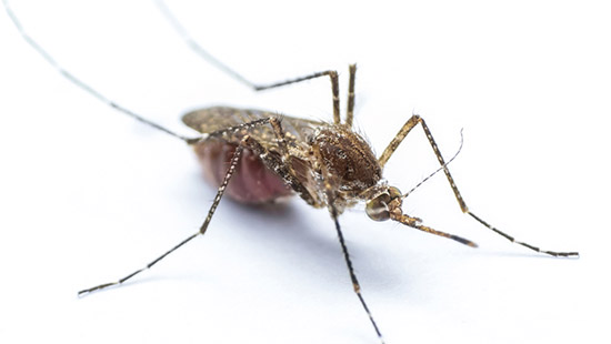 Anopheles Mosquitoes 