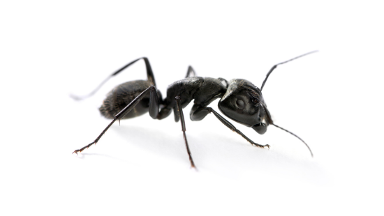 Carpenter ant pest. 