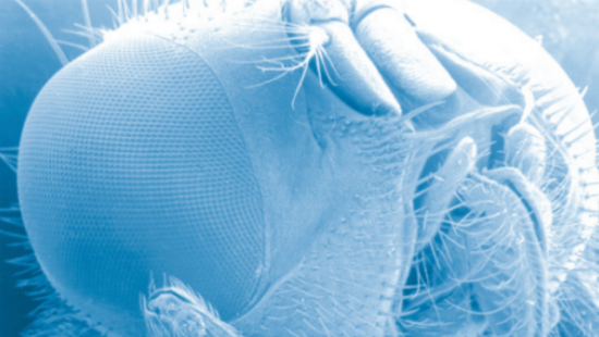 Magnified view of a fly's head.