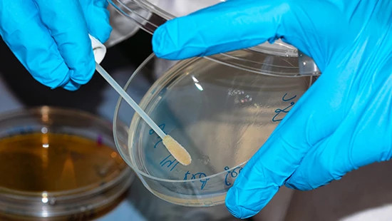 A gloved microbiologist swabs a sample onto a petri dish in the laboratory.