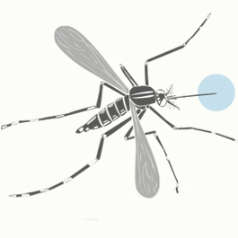 Mosquito image