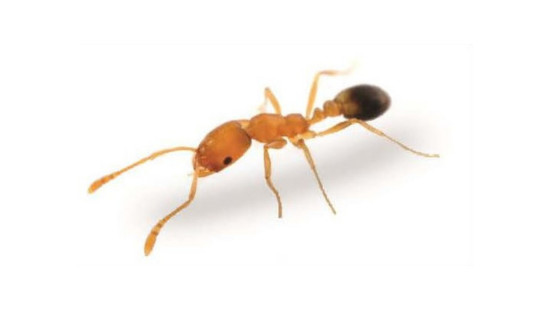 Ant image