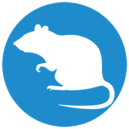 rat icon